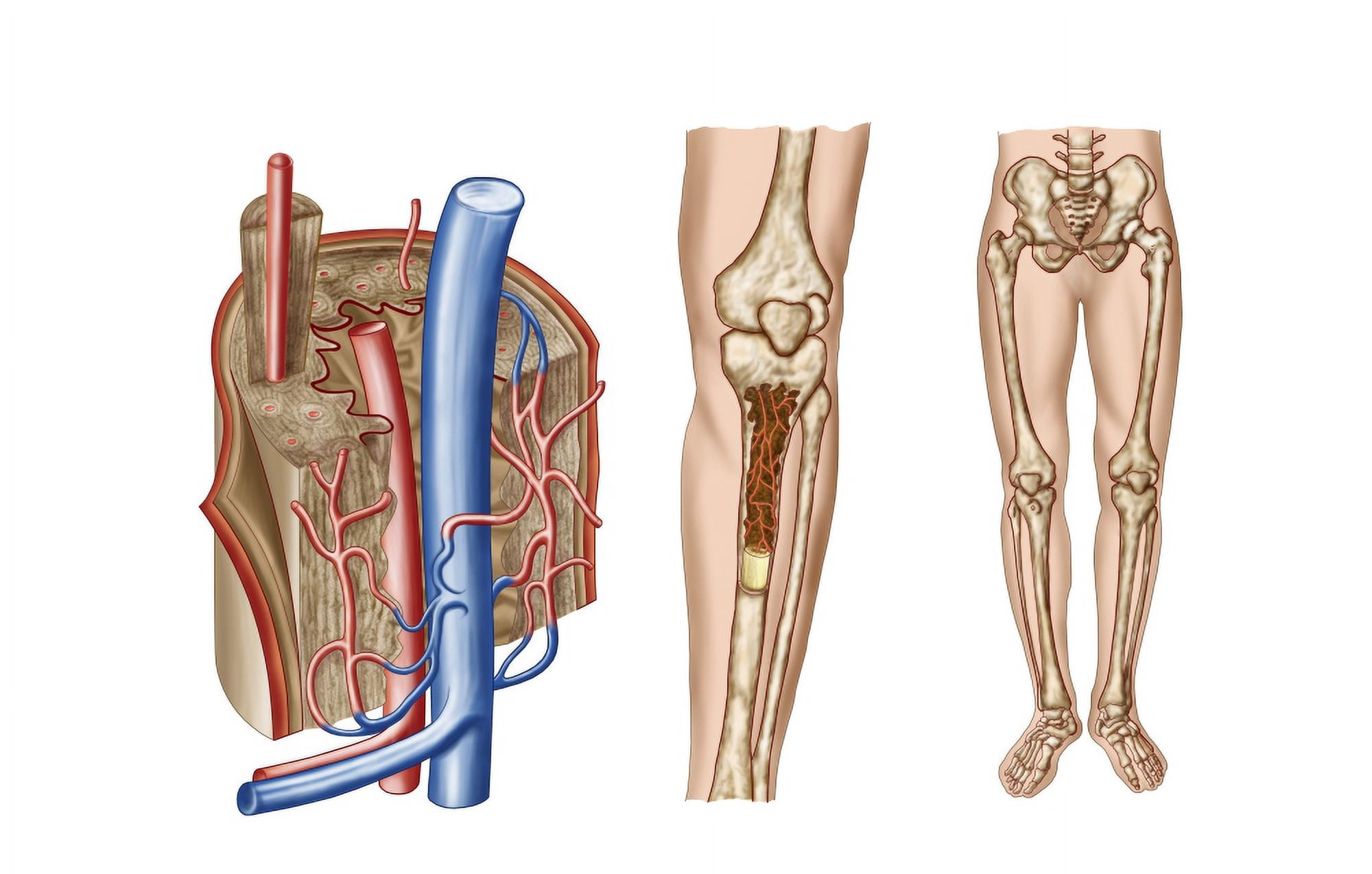 Anatomy of human bone marrow Canvas Art - Stocktrek Images (18 x 12)