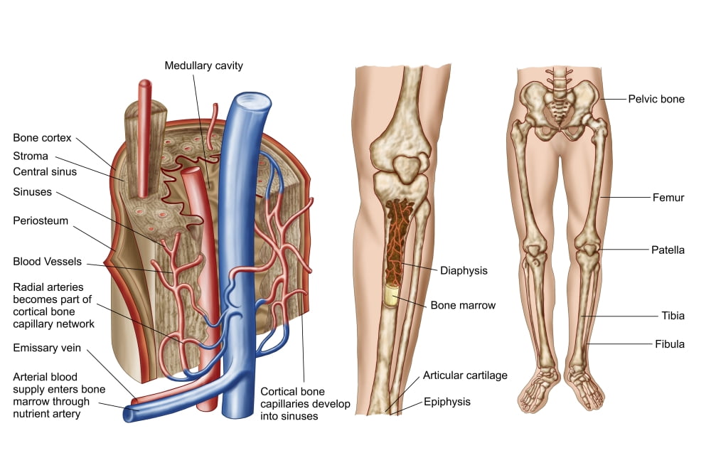 Anatomy of human bone marrow Canvas Art - Stocktrek Images (36 x 23)