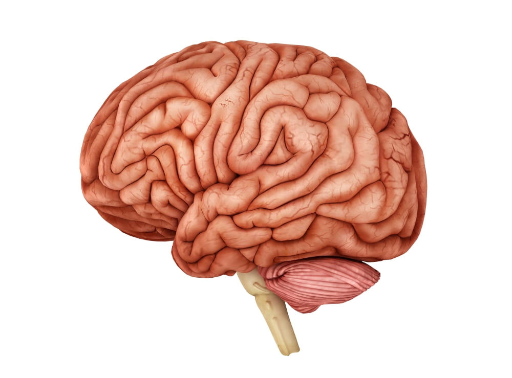 Anatomy of human brain side view Canvas Art - Stocktrek Images (17 x 13)