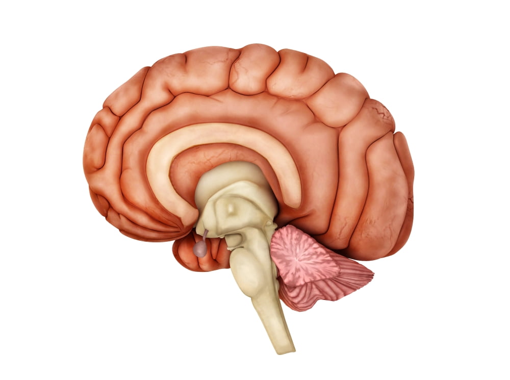 Anatomy of human brain side view Canvas Art - Stocktrek Images (33 x 25)