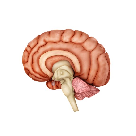 Anatomy of human brain side view Canvas Art - Stocktrek Images (33 x 25)