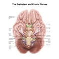thumbnail image 1 of Anatomy of human brain stem and cranial nerves. Poster Print by Alan Gesek/Stocktrek Images, 1 of 2