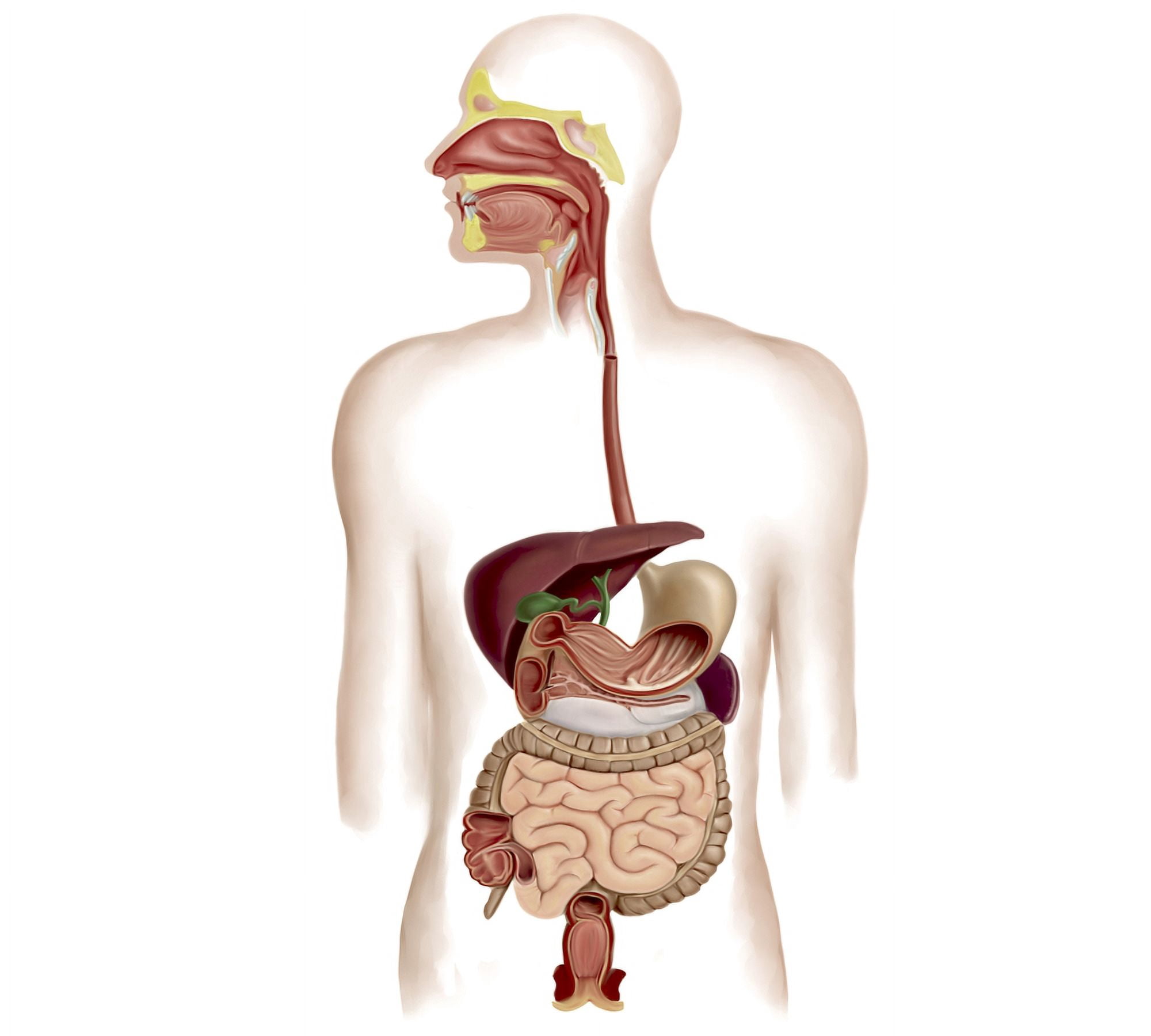 Anatomy of human digestive system Canvas Art - Stocktrek Images (30 x 27)