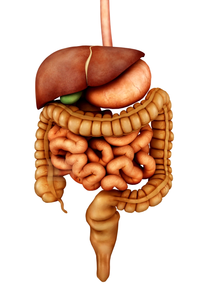 Anatomy of human digestive system front view Canvas Art - Stocktrek Images (24 x 34)