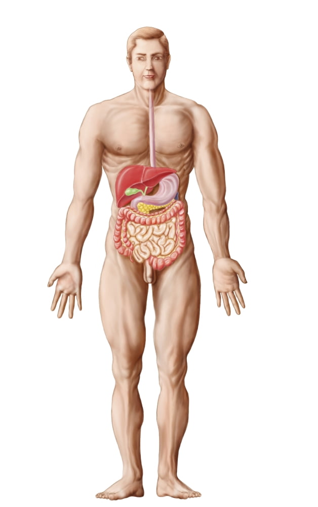 Anatomy of human digestive system male representation Canvas Art - Stocktrek Images (23 x 36)