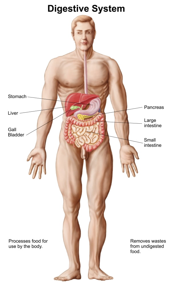 Anatomy of human digestive system male representation Canvas Art - Stocktrek Images (23 x 36)