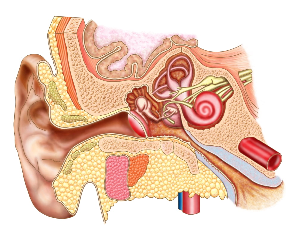 Anatomy of human ear Canvas Art - Stocktrek Images (16 x 13)