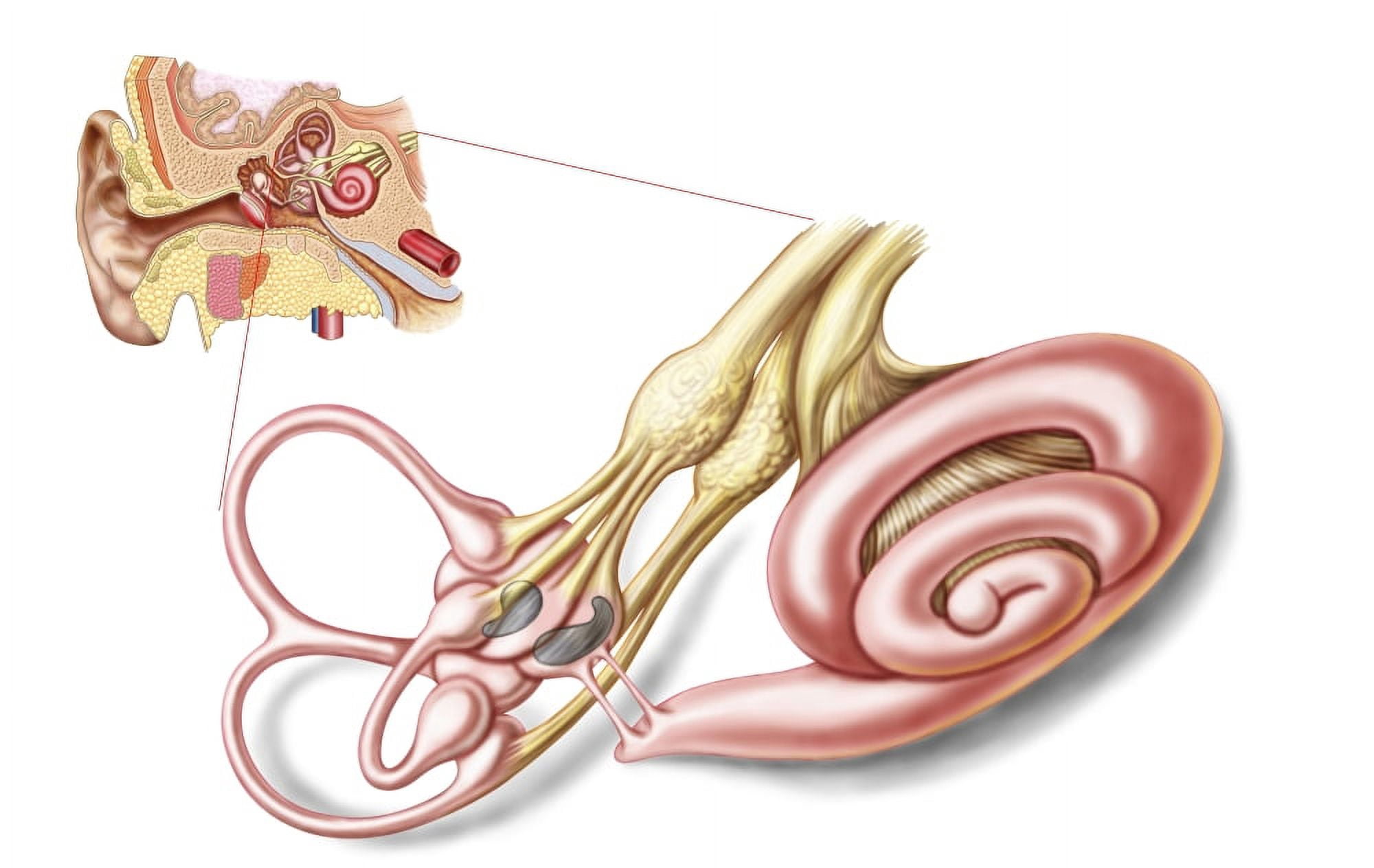 Anatomy of human ear membranous labyrinth Canvas Art - Stocktrek Images (18 x 12)