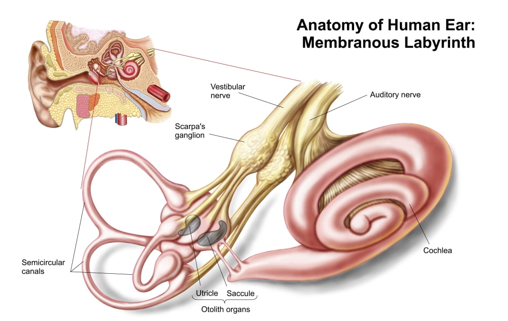 Anatomy of human ear membranous labyrinth Canvas Art - Stocktrek Images (18 x 12)