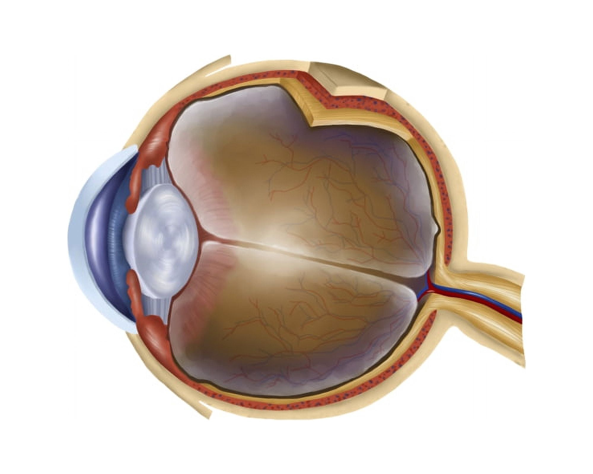 Anatomy of human eye Canvas Art - Stocktrek Images (32 x 26)