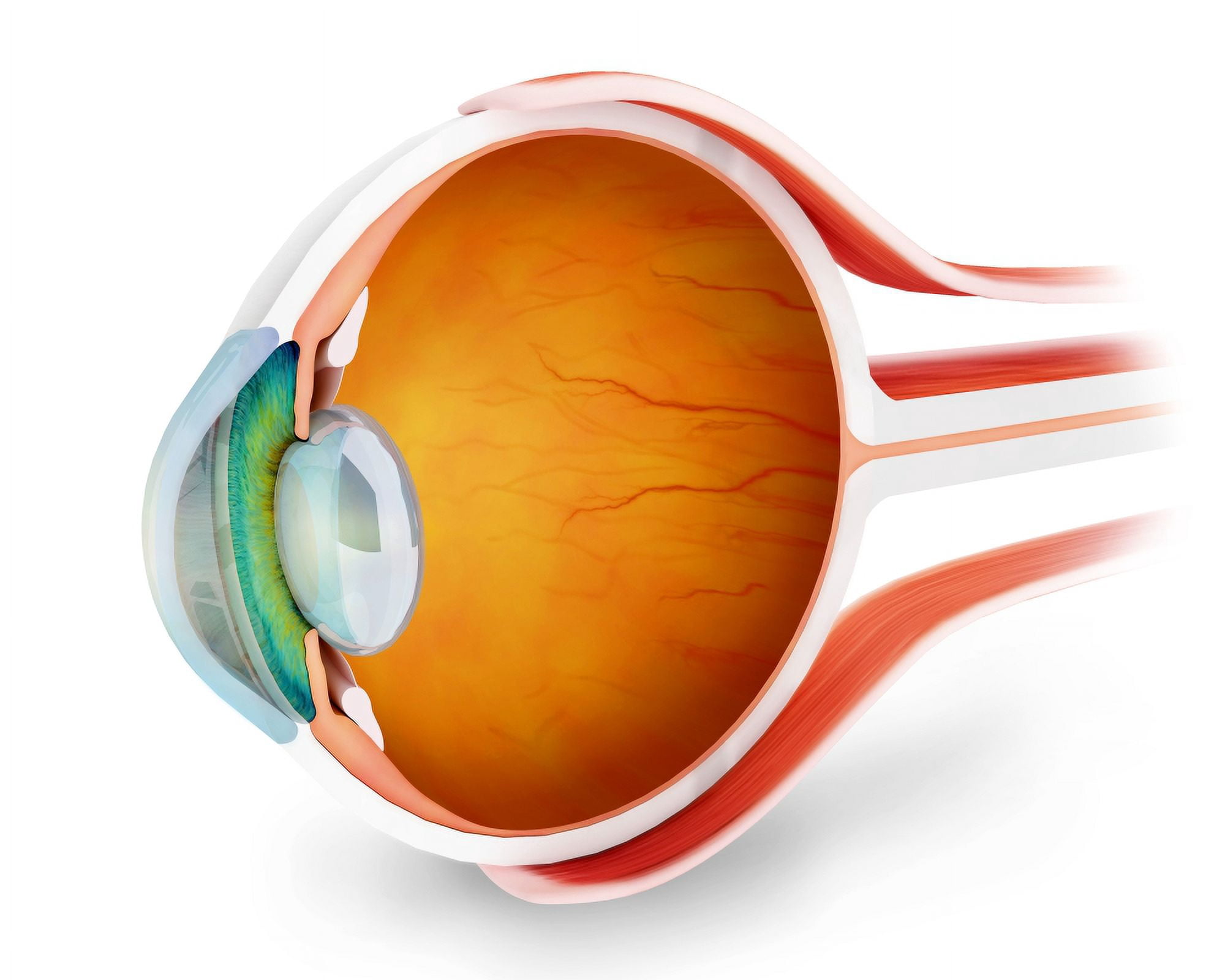 Anatomy of human eye perspective Canvas Art - Stocktrek Images (16 x 13)