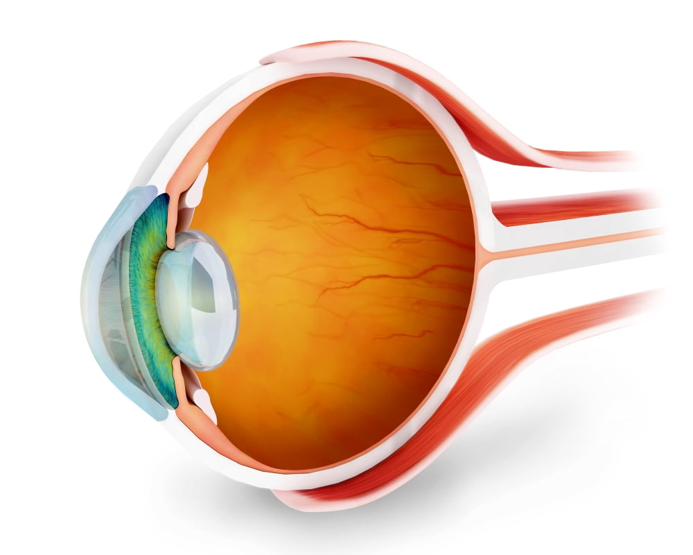 Anatomy of human eye perspective Canvas Art - Stocktrek Images (32 x 26)