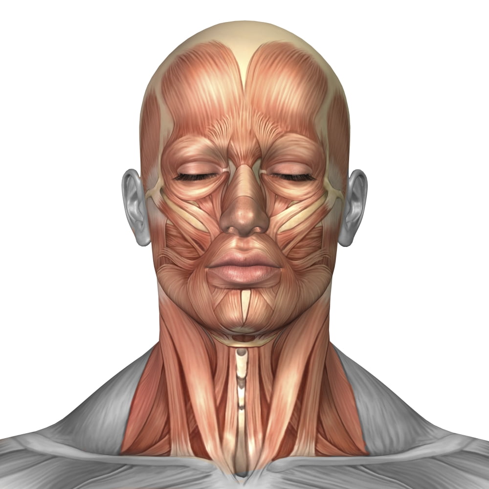 Anatomy of human face and neck muscles front view Canvas Art - Stocktrek Images (29 x 29)