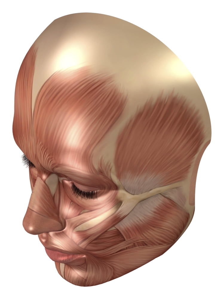 Anatomy of human face muscles Canvas Art - Stocktrek Images (25 x 33)