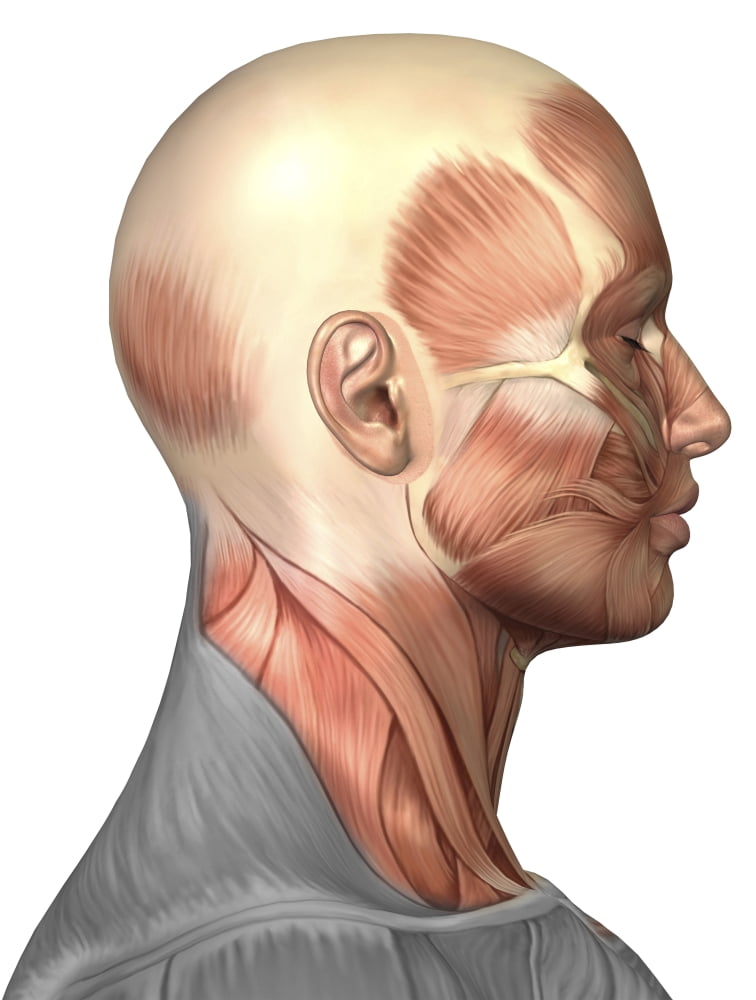 Anatomy of human face muscles side view Canvas Art - Stocktrek Images (13 x 17)