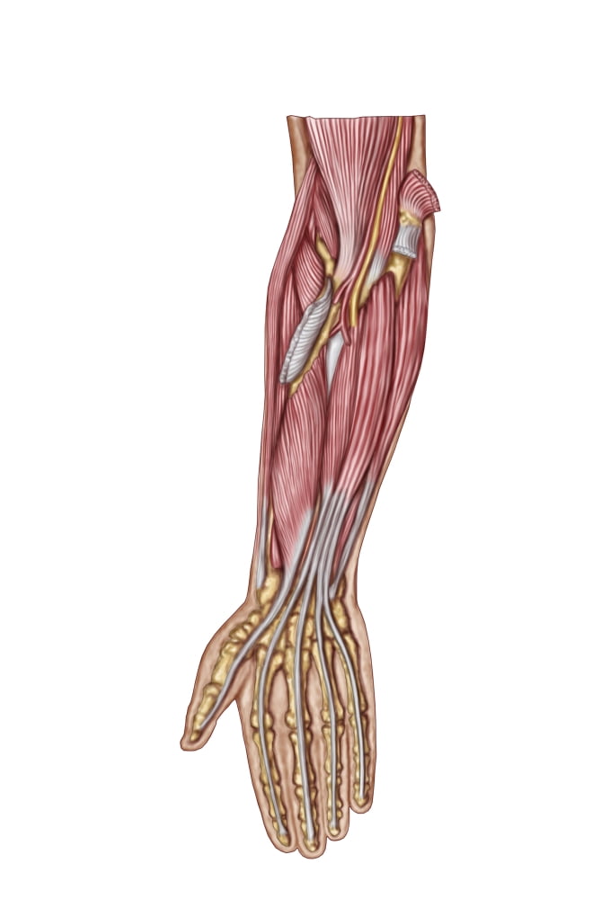 Anatomy of human forearm muscles deep anterior view Canvas Art - Stocktrek Images (12 x 18)