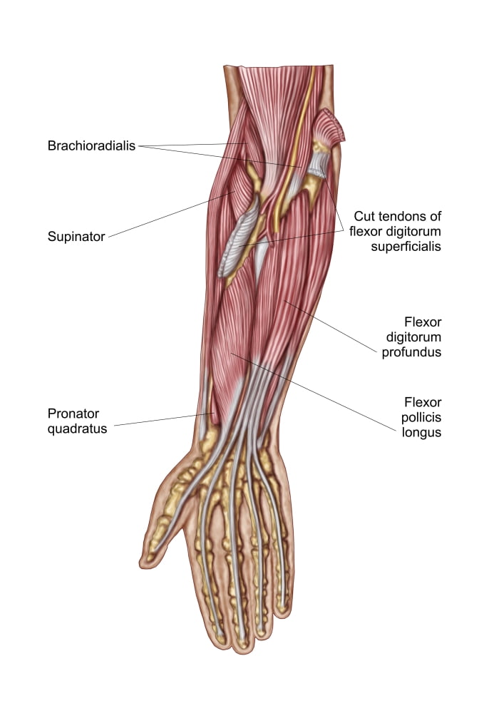Anatomy of human forearm muscles deep anterior view Canvas Art - Stocktrek Images (24 x 35)