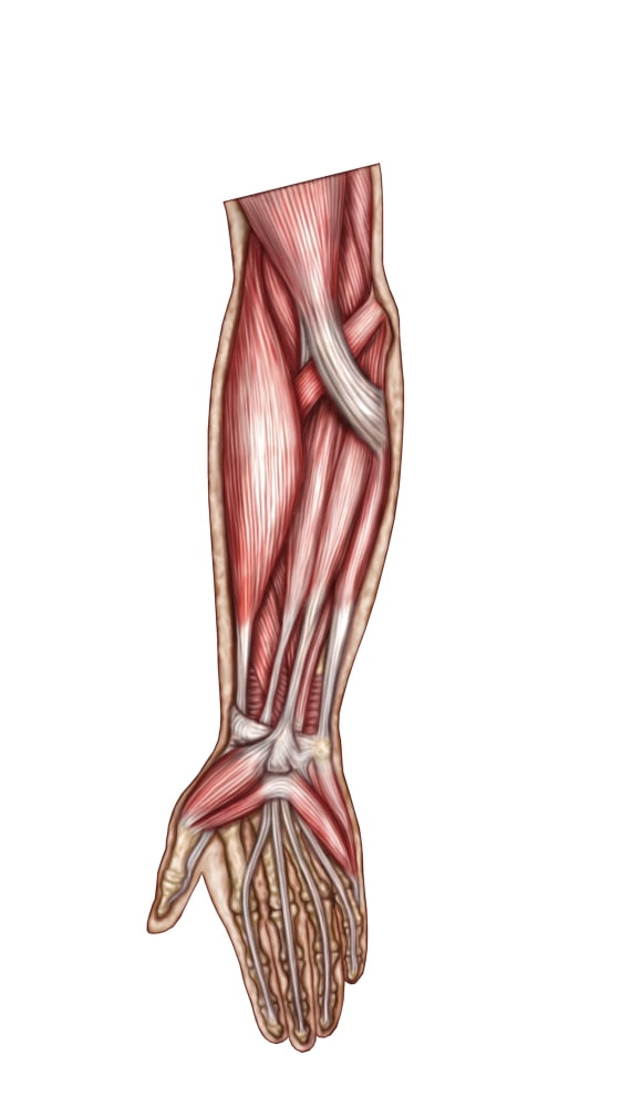 Anatomy of human forearm muscles superficial anterior view Canvas Art - Stocktrek Images (22 x 38)