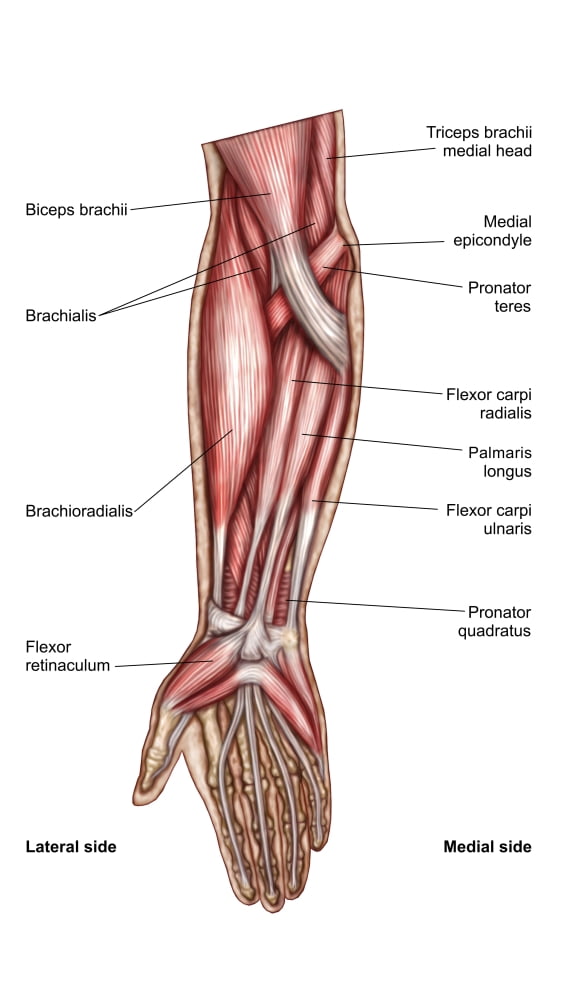 Anatomy of human forearm muscles superficial anterior view Canvas Art - Stocktrek Images (22 x 38)