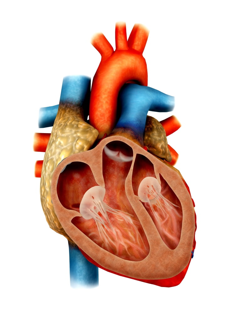 Anatomy of human heart cross section Canvas Art - Stocktrek Images (12 x 17)