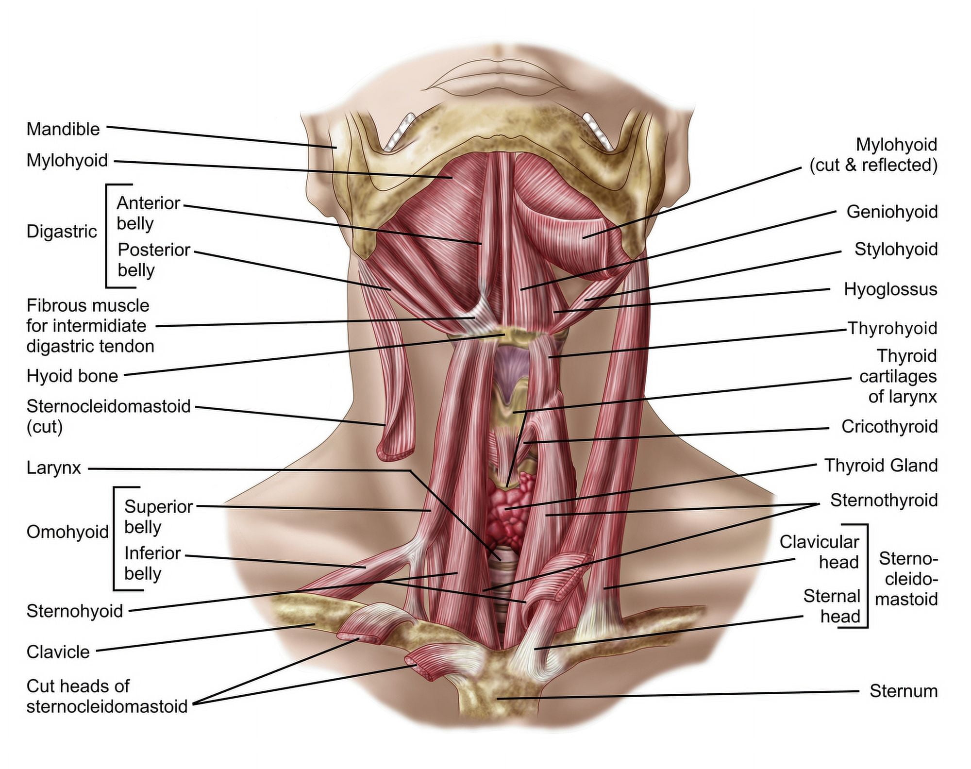 Anatomy of human hyoid bone and muscles anterior view Canvas Art - Stocktrek Images (32 x 26)