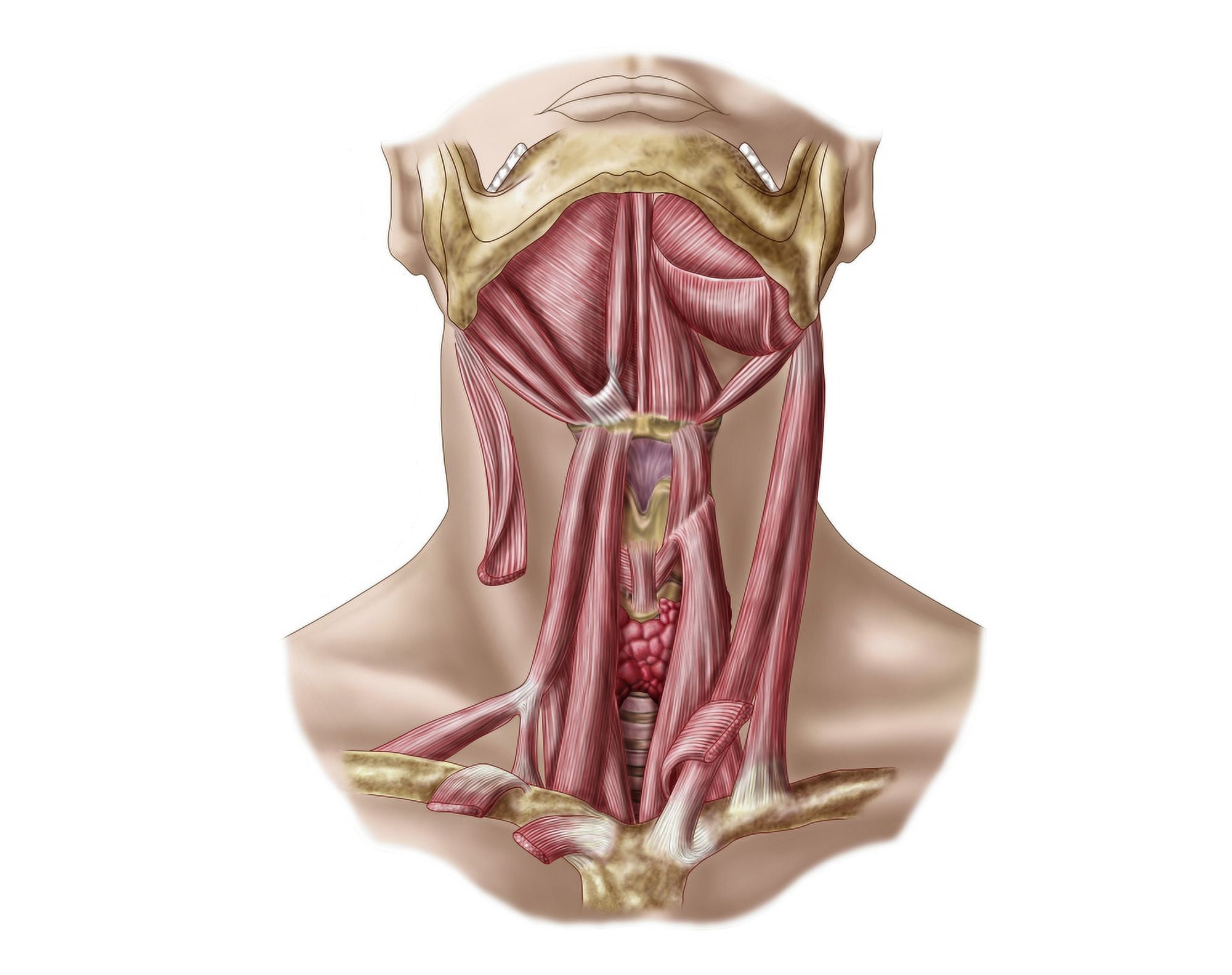 Anatomy of human hyoid bone and neck muscles anterior view Canvas Art - Stocktrek Images (32 x 26)