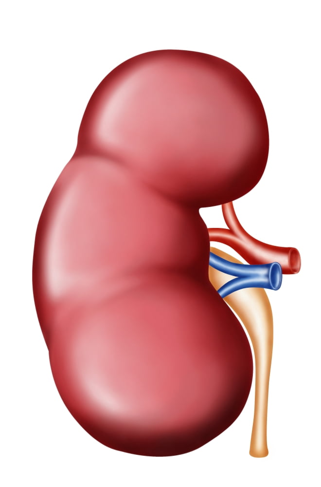 Anatomy of human kidney Canvas Art - Stocktrek Images (12 x 18)
