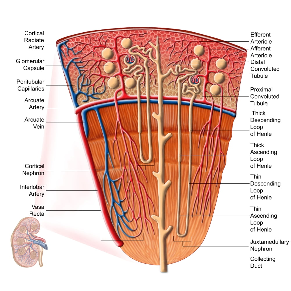 Anatomy of human kidney function Canvas Art - Stocktrek Images (29 x 29)