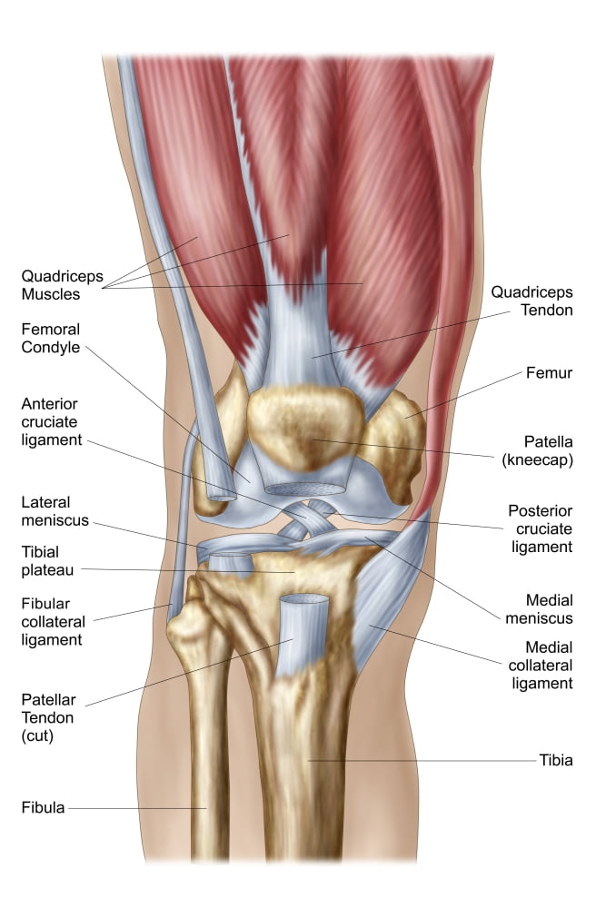Anatomy of human knee joint Canvas Art - Stocktrek Images (23 x 35)