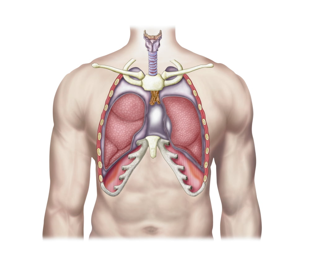 Anatomy of human lungs in situ Canvas Art - Stocktrek Images (16 x 14)
