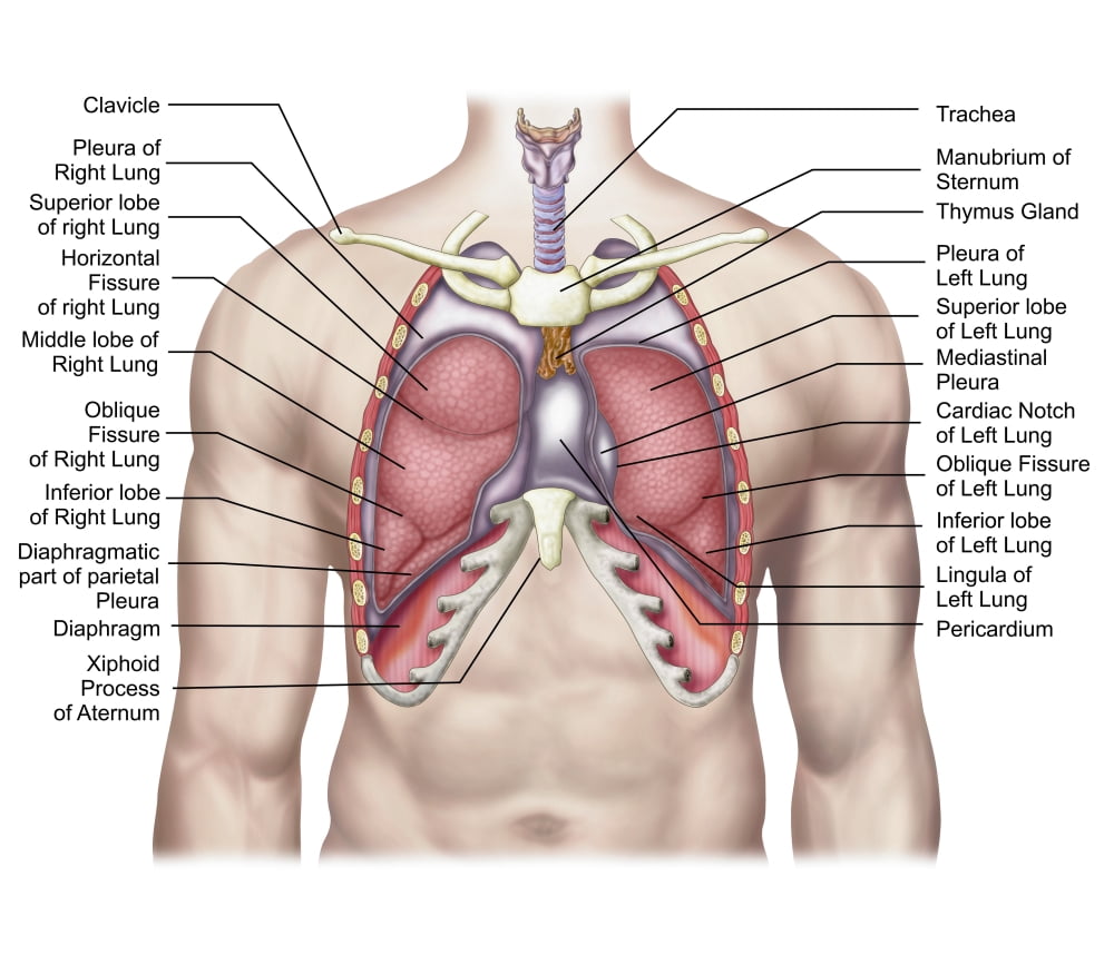 Anatomy of human lungs in situ Canvas Art - Stocktrek Images (31 x 27)
