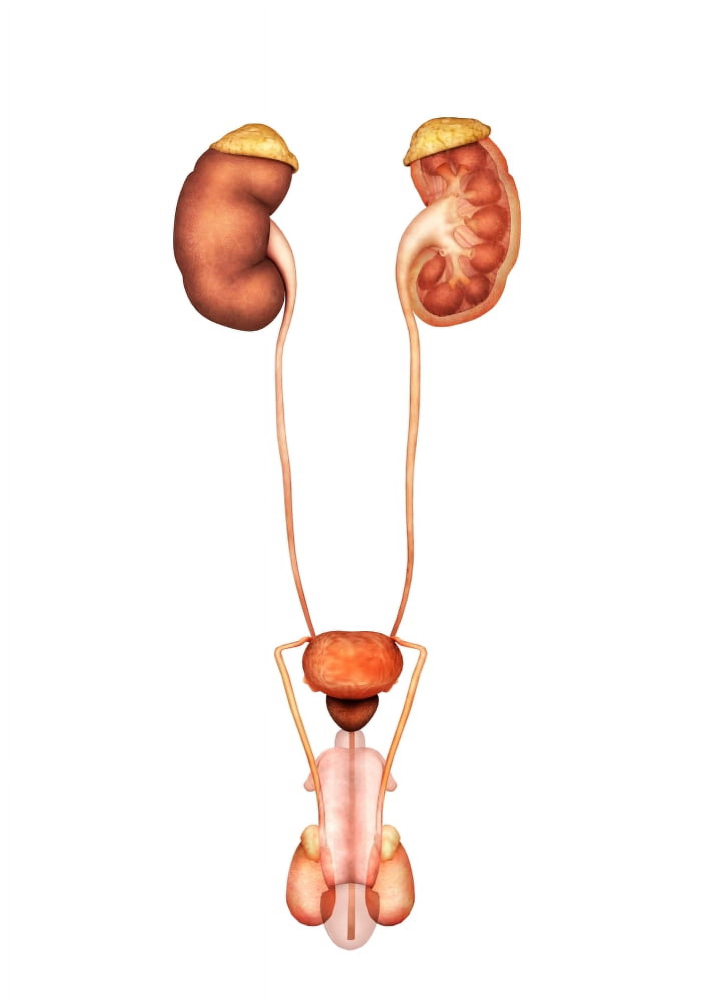 Anatomy of human male urinary system front view Canvas Art - Stocktrek Images (24 x 34)