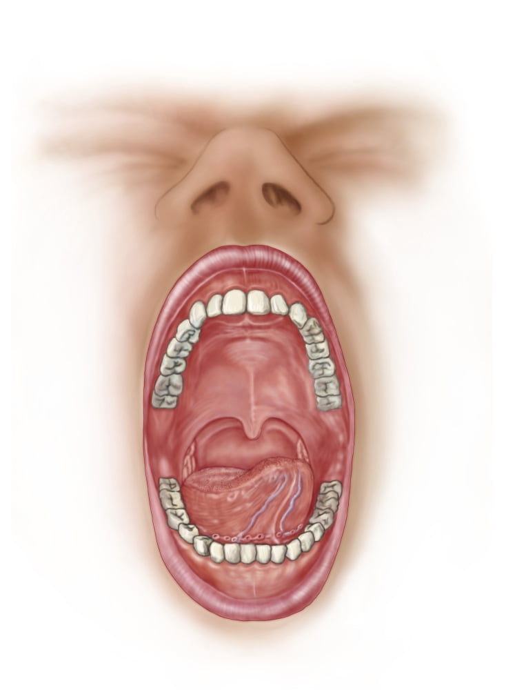 Anatomy of human mouth cavity Canvas Art - Stocktrek Images (13 x 17)