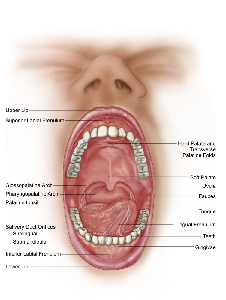 Anatomy of human mouth cavity Poster Print - Walmart.com