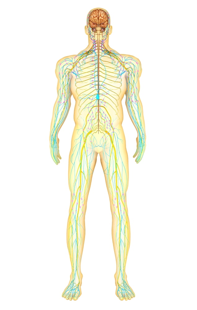 Anatomy of human nervous system and lymphatic system Canvas Art - Stocktrek Images (22 x 35)