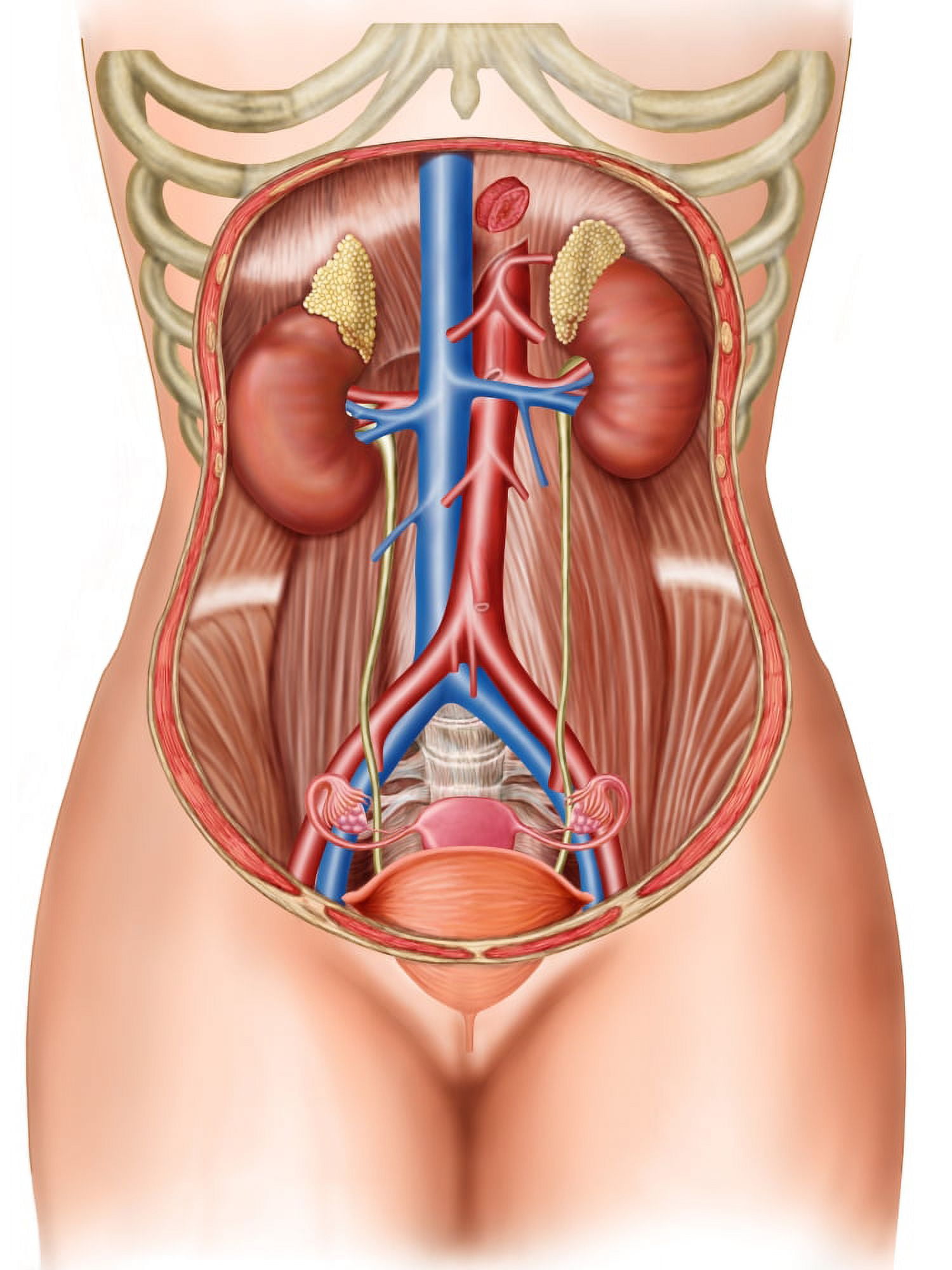Anatomy of human organs Canvas Art - Stocktrek Images (25 x 33)