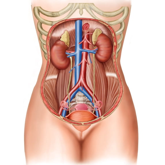 Anatomy of human organs Poster Print