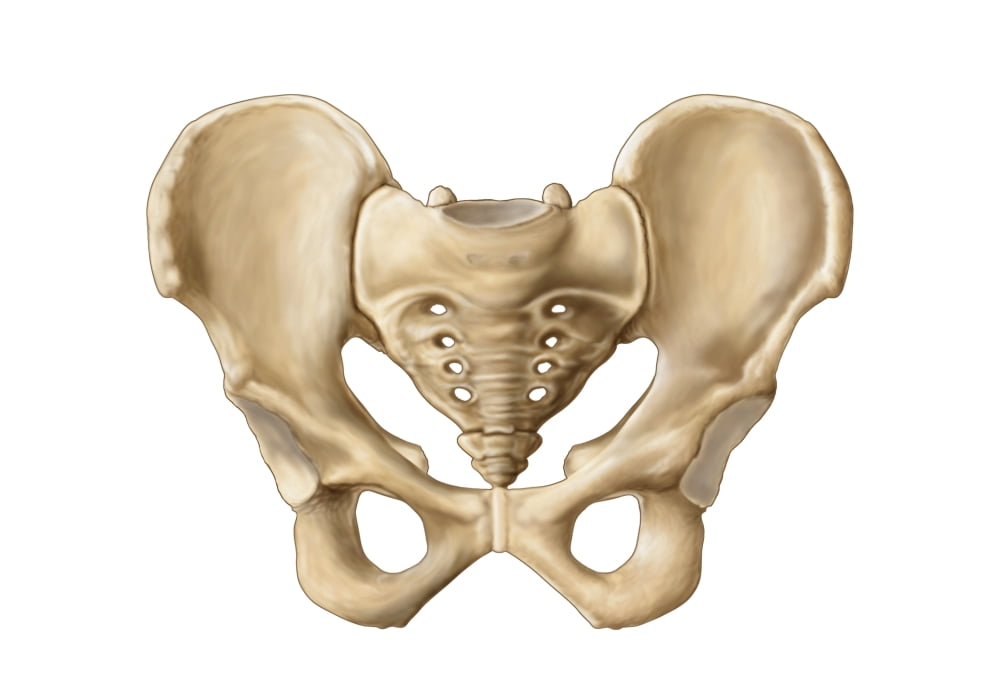 Anatomy of human pelvic bone Canvas Art - Stocktrek Images (17 x 12)