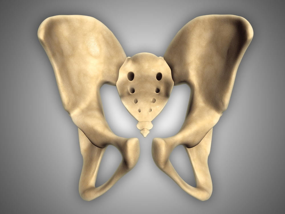 Anatomy of human pelvic bone Canvas Art - Stocktrek Images (33 x 25)