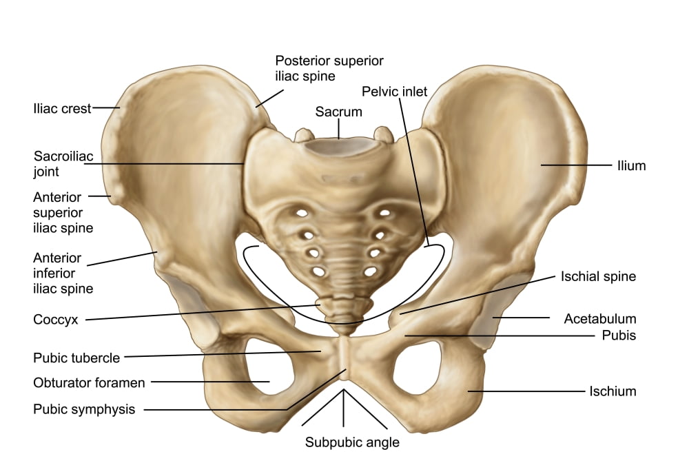 Anatomy of human pelvic bone Poster Print (17 x 11)