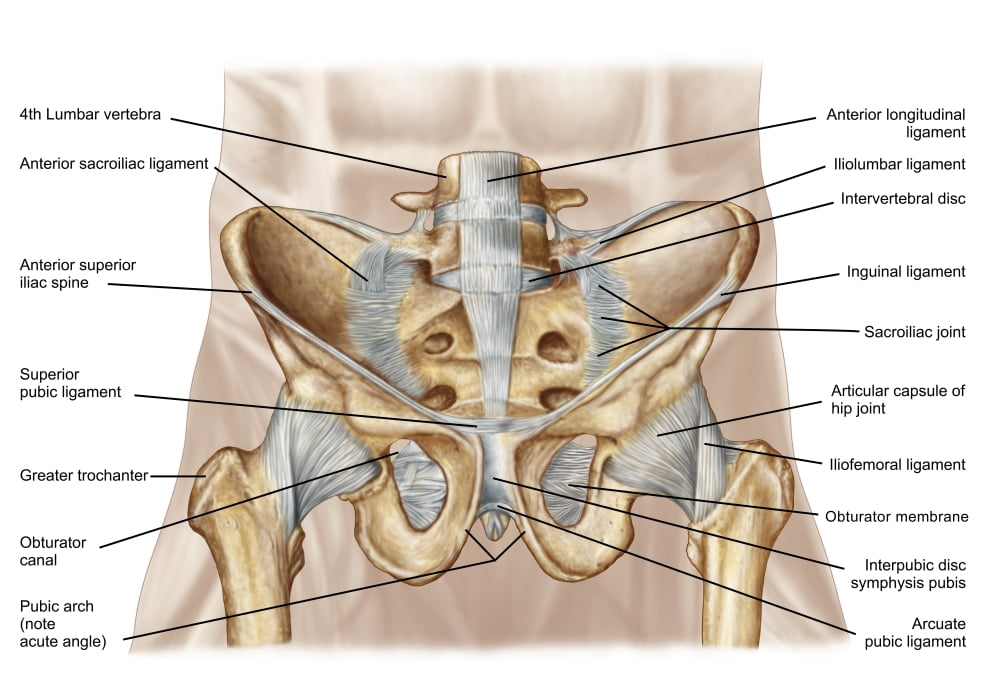 Anatomy of human pelvic bone and ligaments Canvas Art - Stocktrek Images (17 x 12)