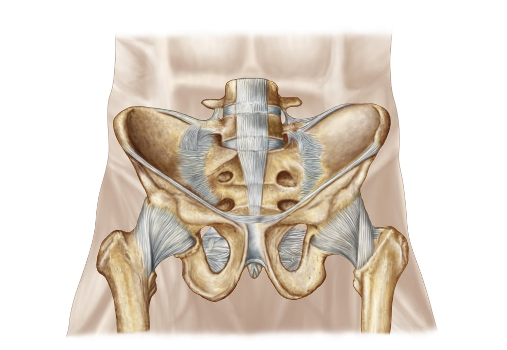 Anatomy of human pelvic bone and ligaments Canvas Art - Stocktrek Images (34 x 24)
