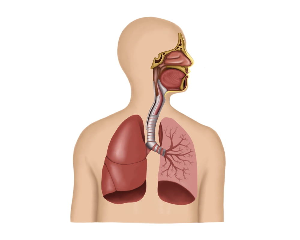 Anatomy of human respiratory system Canvas Art - Stocktrek Images (32 x 26)
