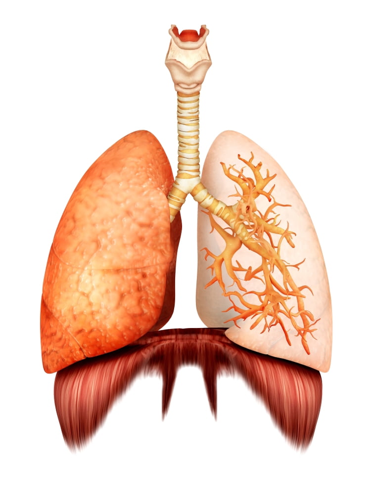 Anatomy of human respiratory system front view Canvas Art - Stocktrek Images (25 x 33)