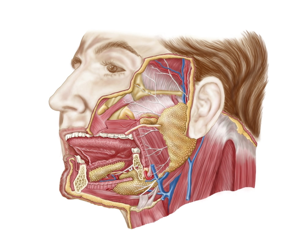 Anatomy of human salivary glands Canvas Art - Stocktrek Images (16 x 13)