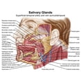 thumbnail image 1 of Anatomy of human salivary glands Poster Print, 1 of 2