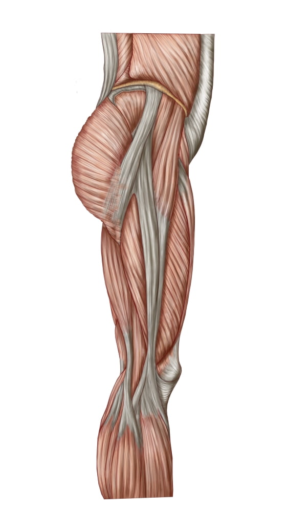 Anatomy of human thigh muscles anterior view Canvas Art - Stocktrek Images (22 x 38)