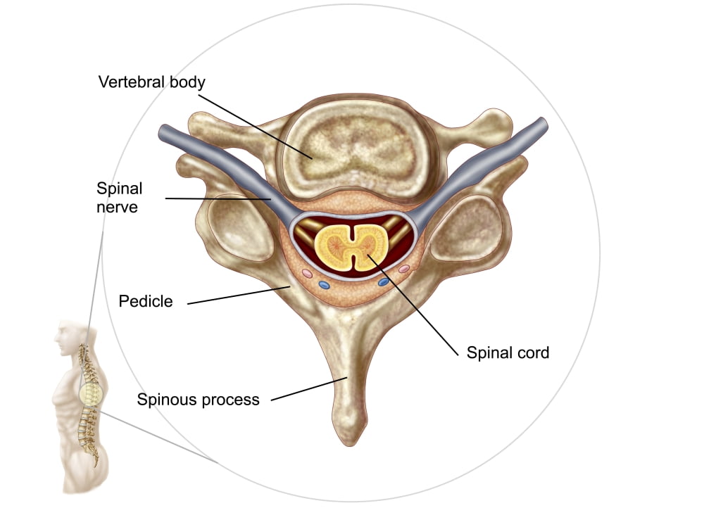 Anatomy of human vertebra Canvas Art - Stocktrek Images (33 x 24)