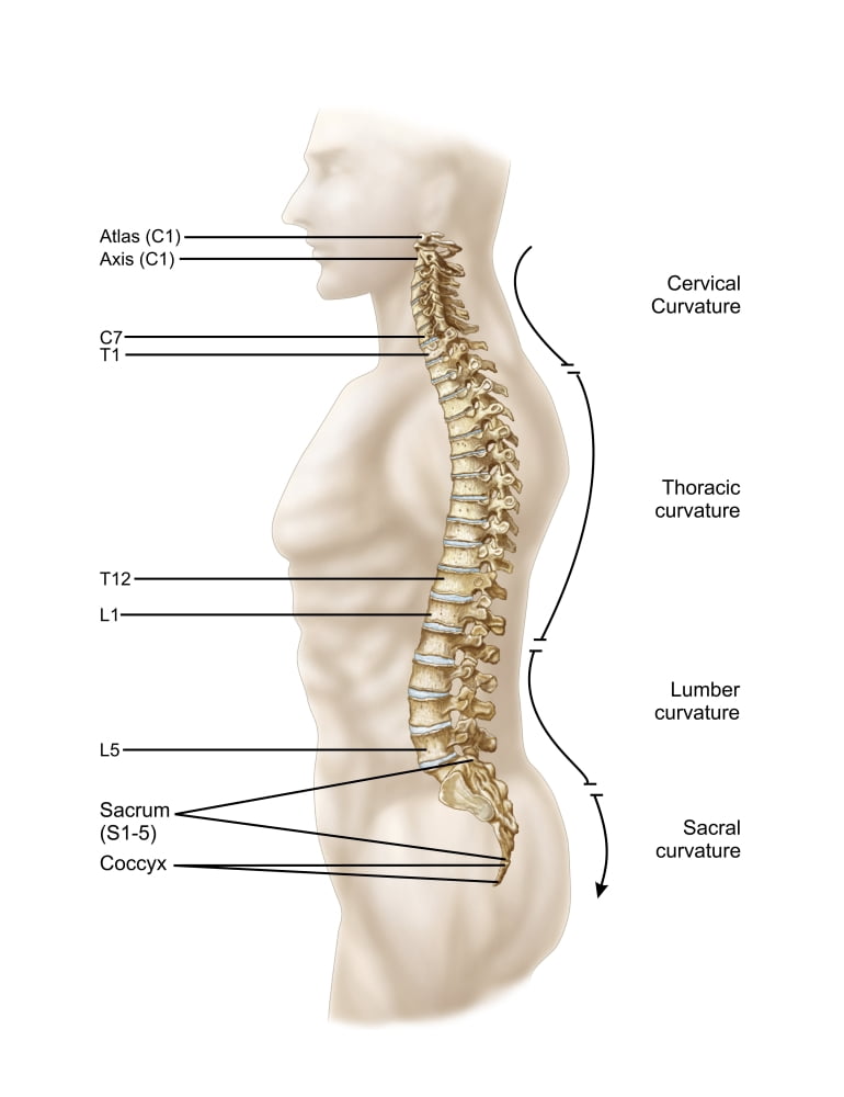 Anatomy of human vertebral column left lateral view Canvas Art - Stocktrek Images (13 x 17)