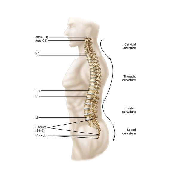 Anatomy of human vertebral column left lateral view Canvas Art - Stocktrek Images (13 x 17)